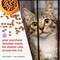 Home for The Holidays Christmas Musical, Water Glittering Cat Snow Globe – Plays 7 Traditional Holiday Songs Including Jingle Bells & Color Changing Lights